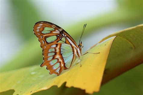 Sonderausstellung „tropische Schmetterlinge Botanischer Garten München
