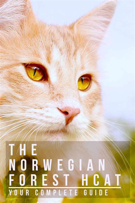 Norwegian Forest Cat Your Complete Guide To Finding And
