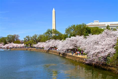 Tidal Basin Views Of The Cherry Blossom Festival And Washington