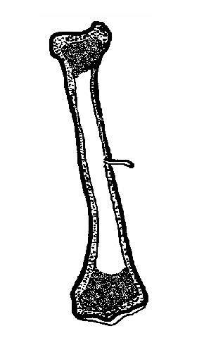 The long bones are those that are longer than they are wide. The Anatomy and Physiology of Animals/Skeleton Worksheet ...
