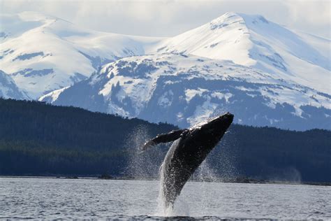 Breaching Whale In Alaska Travel Travelideaz Traveltips