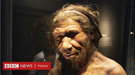 wetin we know about how sex with neanderthals bin dey like bbc news pidgin