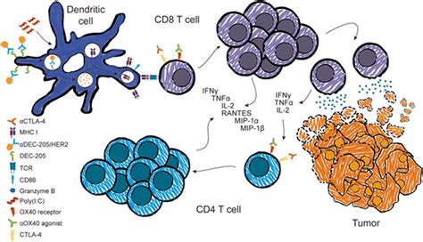 Owing to their properties, dendritic cells (dcs) are often called nature's adjuvants, and thus have become the natural targets for antigen delivery. How do I steer this thing? Using dendritic cell targeted ...