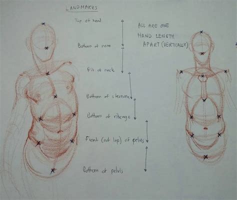 De bästa Anatomy Proportions bilderna på Pinterest Guider Människokroppen och Anatomi