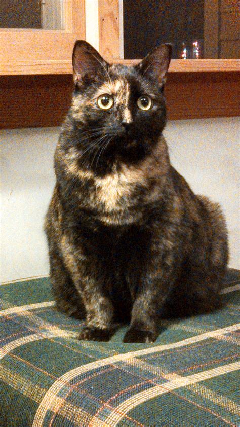 Calico Tortoiseshell Cat Domestic Calico Tortoiseshell Cat American