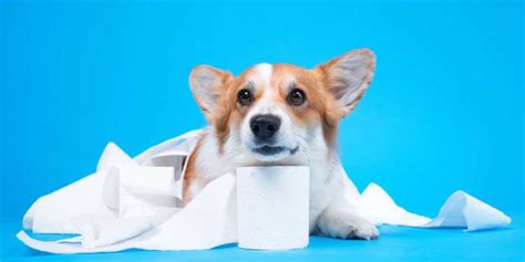 Why Do Corgis Eat Poop Corgi Care