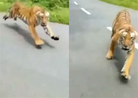 Interesting Green Motorcyclists In India Escape Death After Tiger Chase