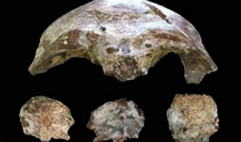 63000 Year Old Modern Human Skull Found In Laos Asian Scientist