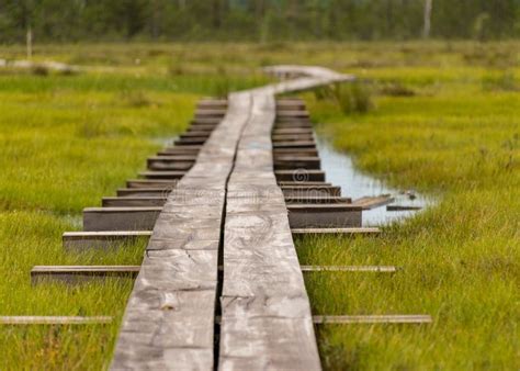 A Pedestrian Wooden Footbridge Over Swamp Wetlands With Small Pines