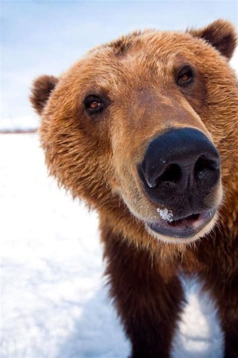 205 free images of nothing. 30 Beautiful Pictures of Animals Macro Photography