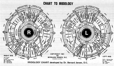 Iridology Chart By Dr Jensen Download Scientific Diagram