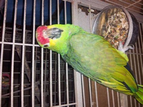 Red Lored Amzon Parrot For Sale In South Houston Texas Classified