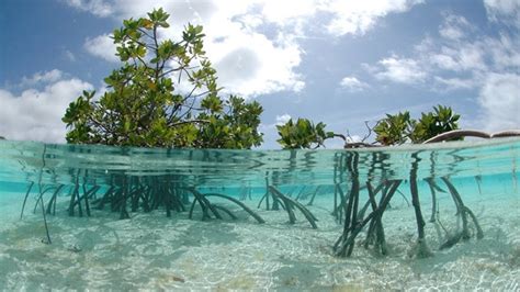 magnificent mangroves adaptations biodiversity outlook why mangroves are important and