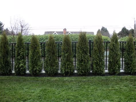 cedar hedge 6 arborvitae landscaping landscaping along fence modern backyard landscaping