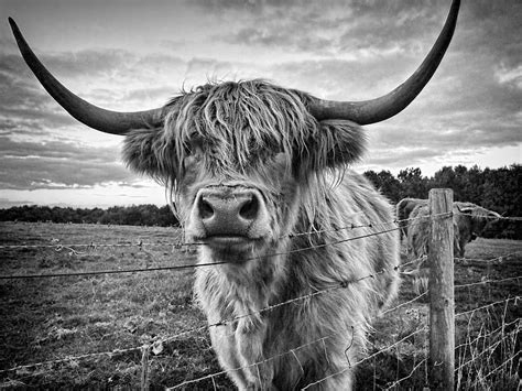 Hd Wallpaper Grayscale Photo Of Highland Cattle On Grass Field