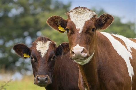 Classical Music Increases Cows Milk Yield Study Finds Classic Fm