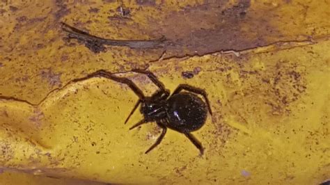 Spiders In Maryland Species And Pictures
