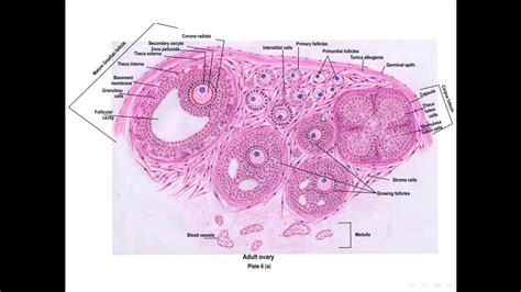 Ovary Histology Labeled Corpus Luteum