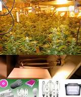 Best Marijuana Fertilizer Indoor