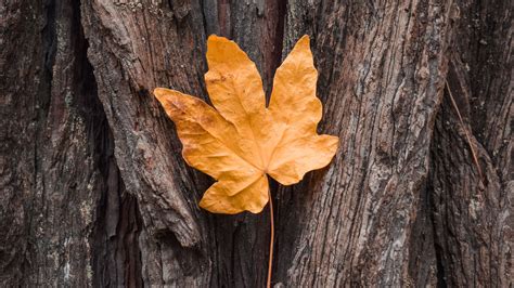 Download Wallpaper 3840x2160 Leaf Maple Autumn Bark