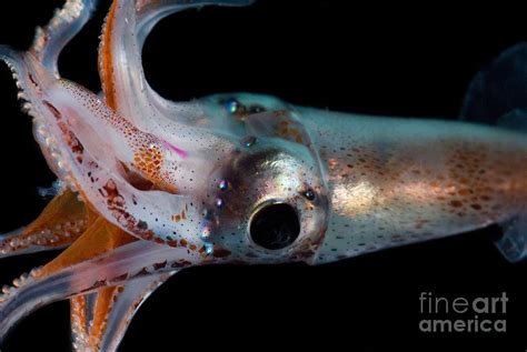 Jewel Enope Squid Photograph By Danté Fenolio Pixels