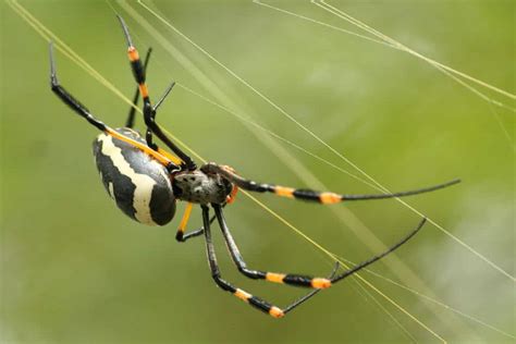 Banded Or Golden Orb Weaver Spiders Whole Earth Education