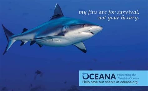 Sign The Petition To Ban The Trade Of Shark Fins Finbannow