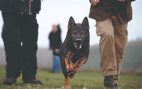 Why Are German Shepherds Used As Police Dogs 5 Strong Reasons