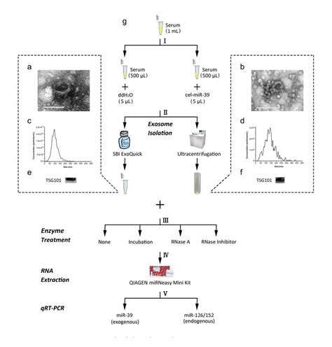 The Characterization Of Exosomes Isolated From Human Serum And The