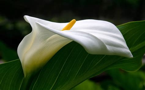 They will grow moderately fast, often producing flowers by. Calla Lily Flowers - Angelic Hugs
