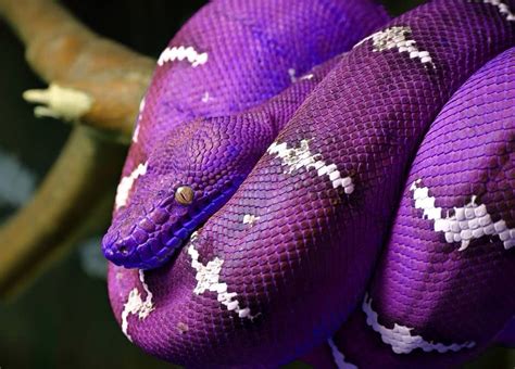 Barney Phase Emerald Tree Boa Purple Snake Snake Purple