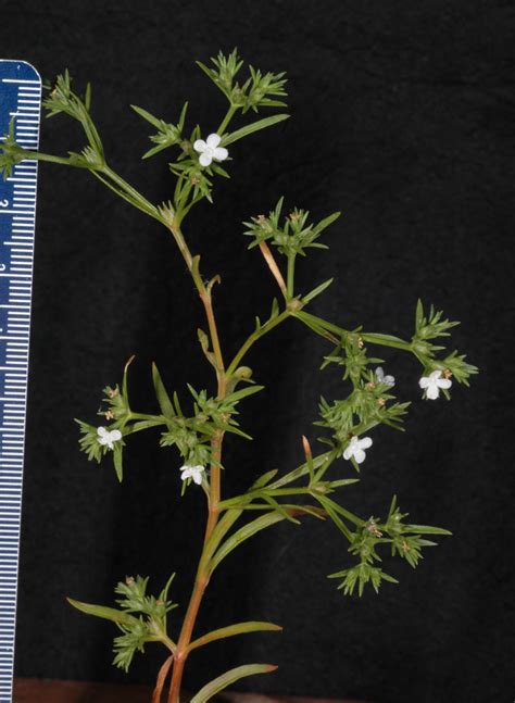 Polypremum Procumbens Tetrachondraceae Image 112262 At Phytoimages