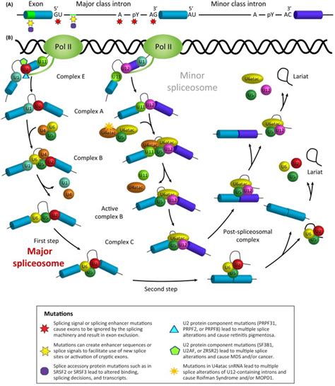 Rna Splicing And Disease Animal Models To Therapies Abstract