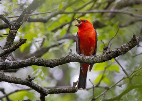 Scarlet Tanager Great Bird Pics