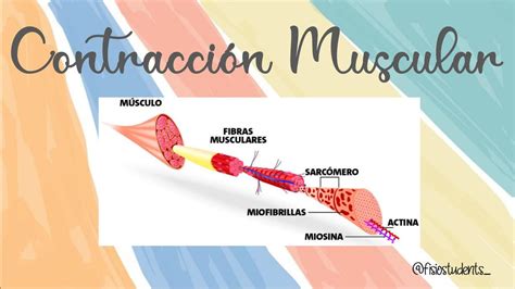 Fisiologia De La Contracción Muscular Contracción Muscular Terapia