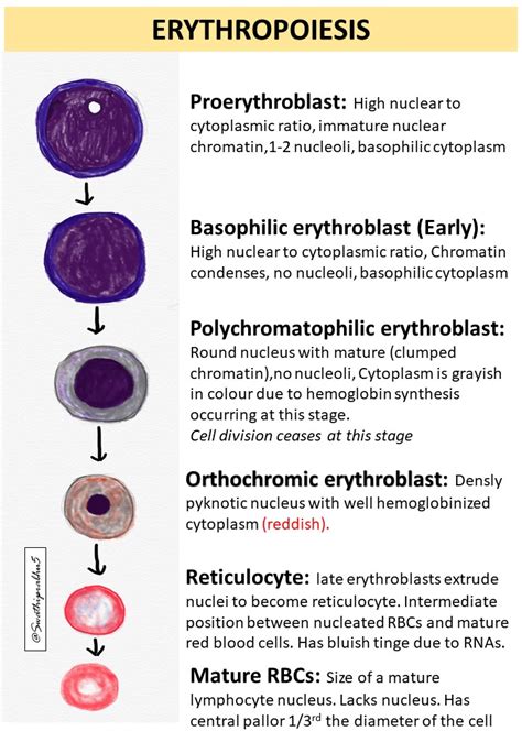 Erythropoiesis Pathology Made Simple