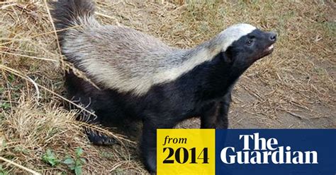 Natural World Honey Badgers The Trip Tv Review Documentary The Guardian