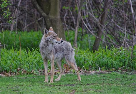 Eastern Coyote Mystic River Reservation Torbert Mcdonald Flickr