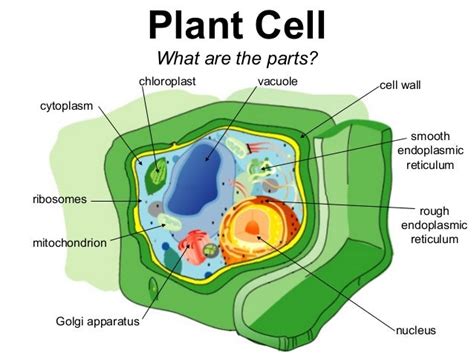 Plant Cell Golgi Apparatus