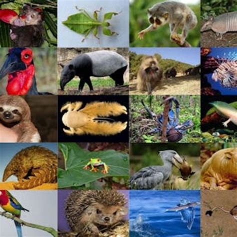 Lista 105 Foto Imagenes De Flora Y Fauna De Brasil Lleno