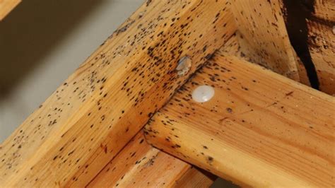 Do Bed Bugs Live In Wood Furniture Johnny Counterfit