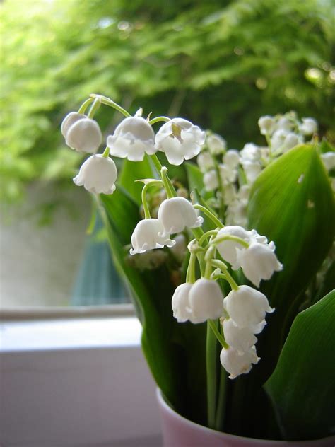 10 Best Smelling Fragrant Indoor Plants You Must Grow