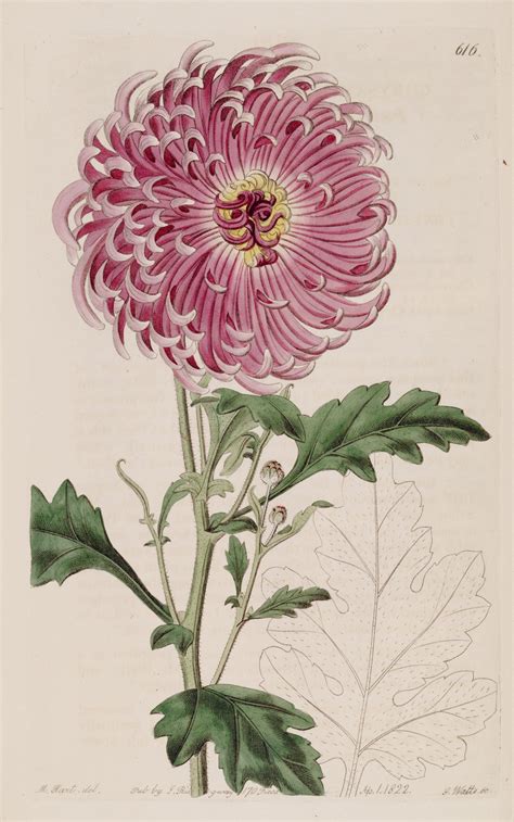 Chrysanthemum Indicum L Botanical Illustration Vintage Botanical