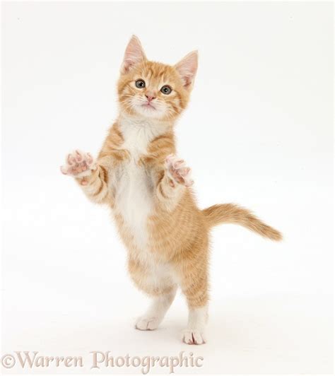 Ginger Kitten Standing Up And Reaching Out Photo Wp25289