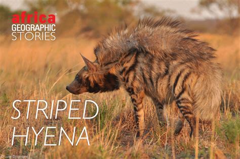 Striped Hyena The Forgotten Fourth Hyena Africa Geographic