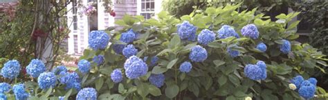 We would like to show you a description here but the site won't allow us. Trees & Shrubs - Demers Garden Center