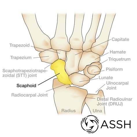 Some, like sharks, have vertebrae of cartilage. TG - Hand & Wrist - StudyBlue