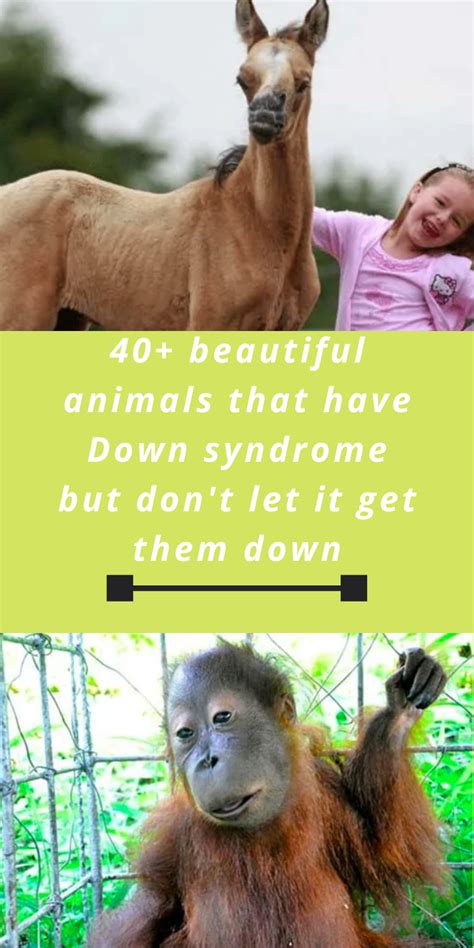 Down's syndrome, which was named for the doctor who recognised the common symptoms (that's what a syndrome is, its when a problem is recognised by the presence of multiple and seemingly unrelated symptoms that consistently appear even though the c. 40+ beautiful animals that have Down syndrome but don't let it get them down in 2020 | Down ...