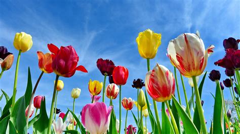 Tulip Field In Miesbach Bavaria Germany Bing Wallpaper Gallery