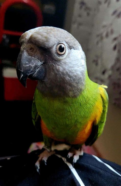 Female Senegal Parrot